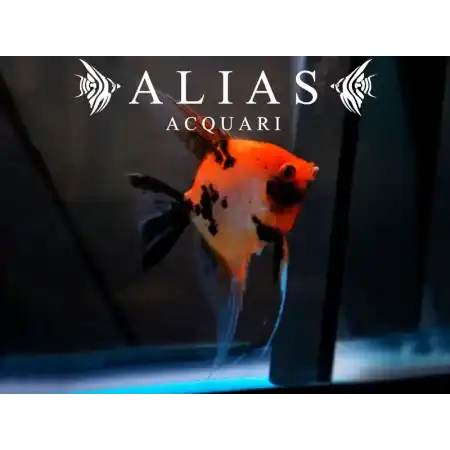 Pterophyllum scalare Red devil