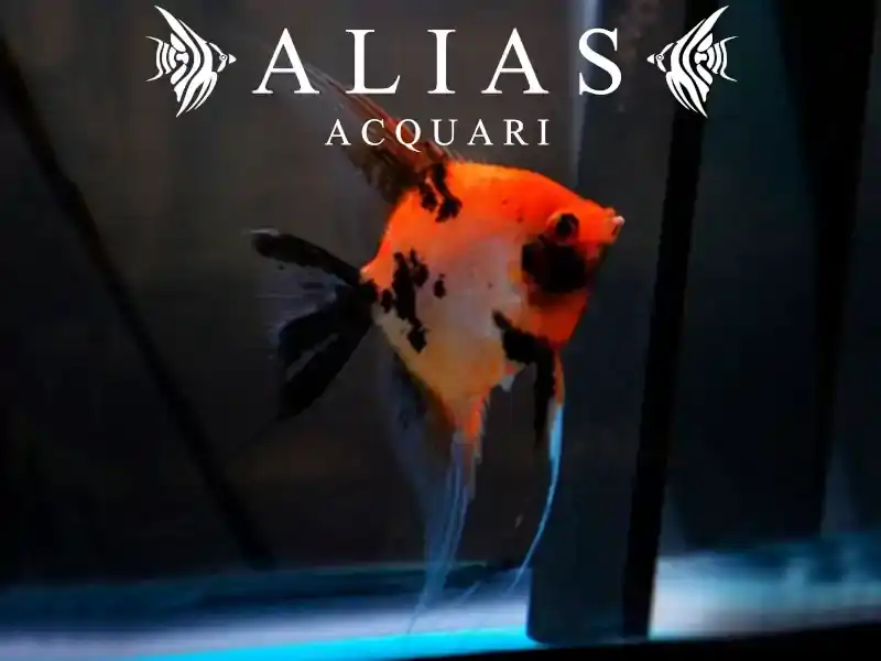 Pterophyllum scalare Red devil