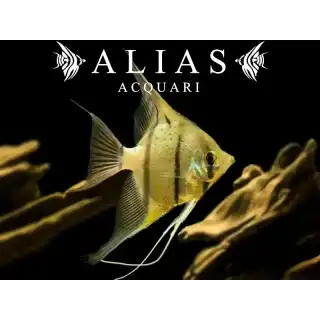 Pterophyllum scalare Rio Nanay