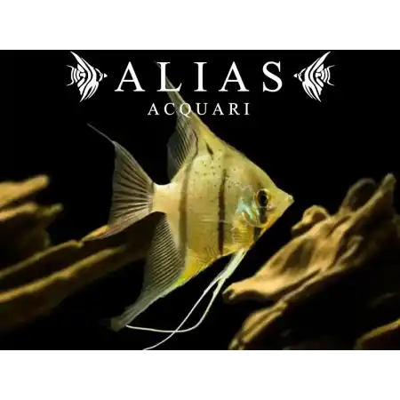 Pterophyllum scalare Rio Nanay