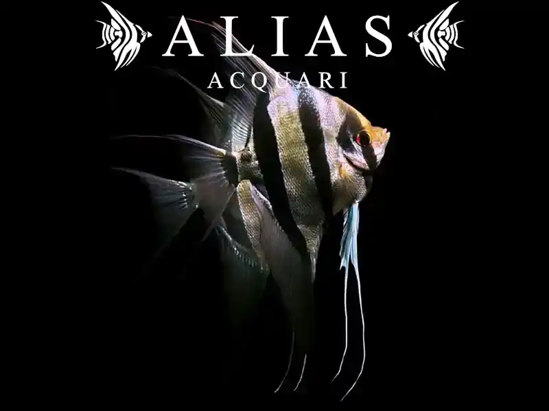 Pterophyllum scalare Altum Orinoco