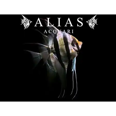 Pterophyllum scalare Altum Orinoco