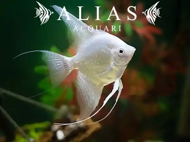 Pterophyllum scalare Platinum White