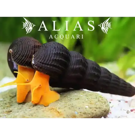 Tylomelania orange rabbit