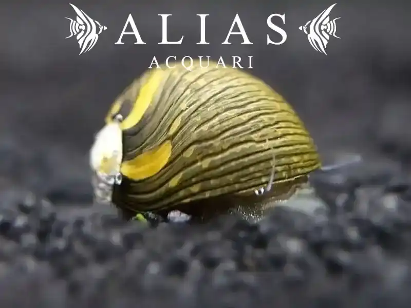 Neritina sp. Snail Sun