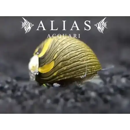 Neritina sp. Snail Sun