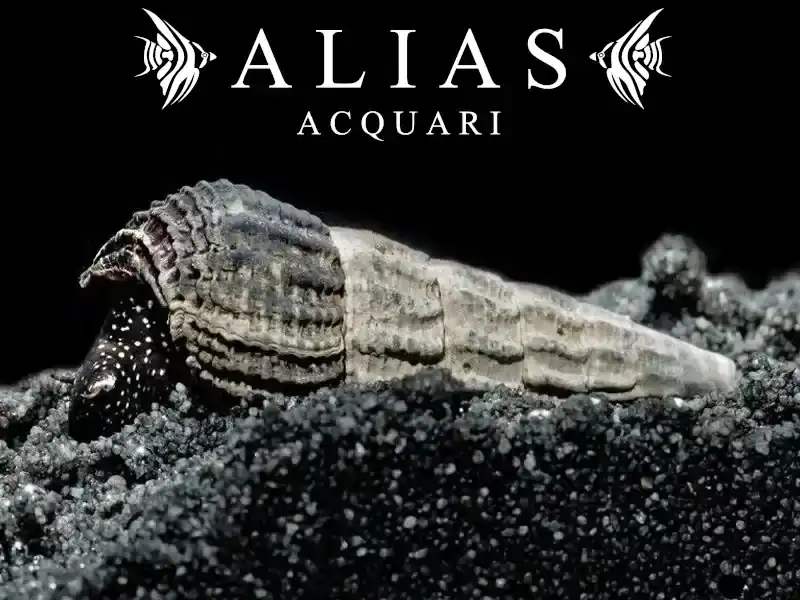 Tylomelania sp. white spot