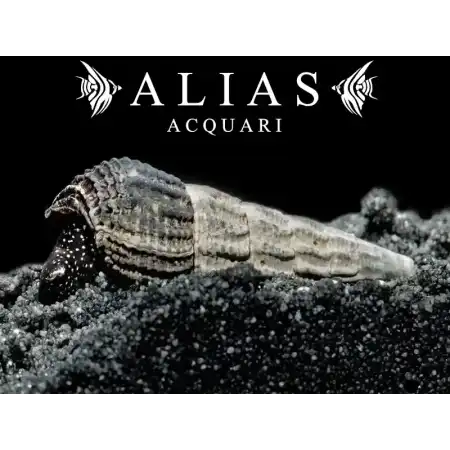 Tylomelania sp. white spot