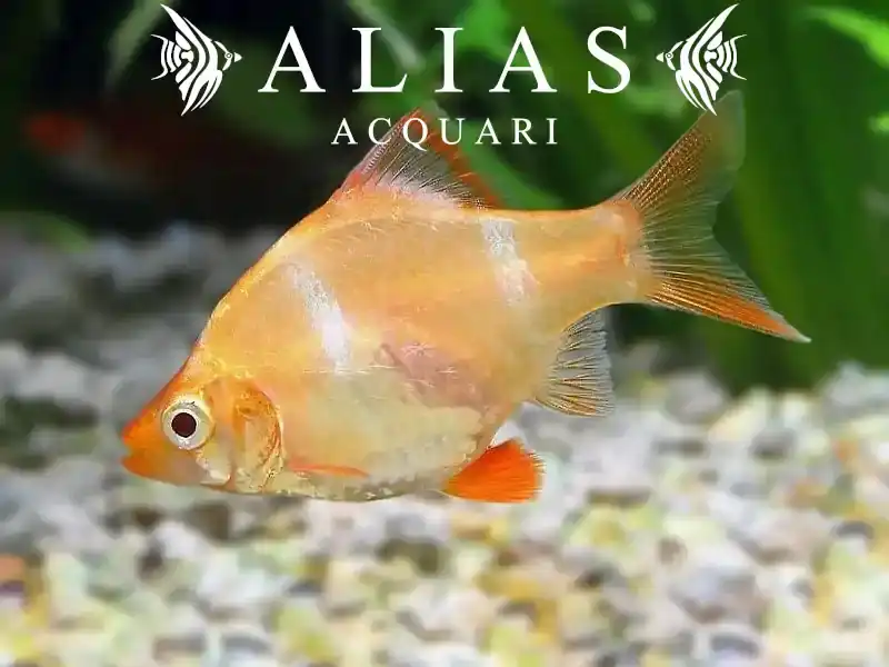 Barbus Tetrazona Albin