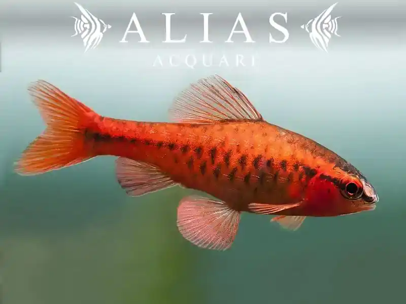 Barbus Titteya