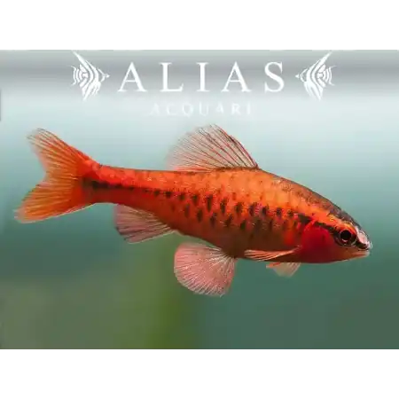 Barbus Titteya