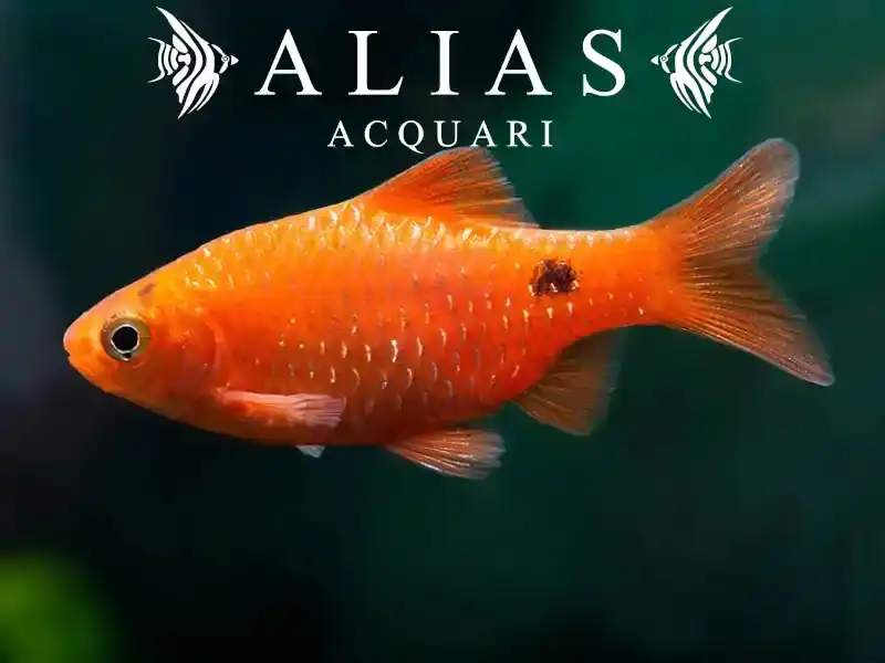 Barbus Conchonius
