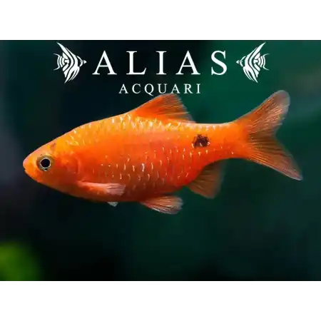 Barbus Conchonius