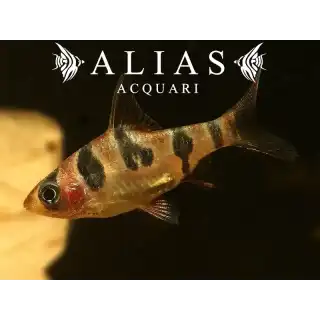 Puntius Rhomboocellatus
