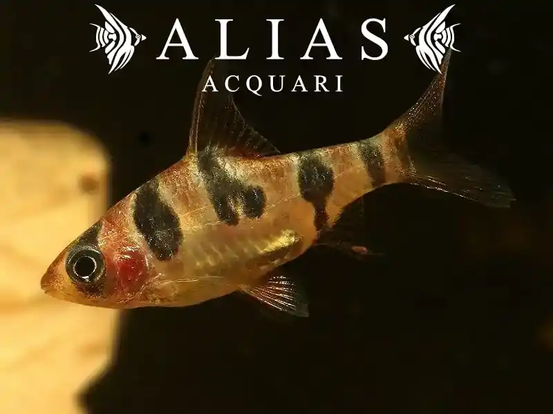 Puntius Rhomboocellatus