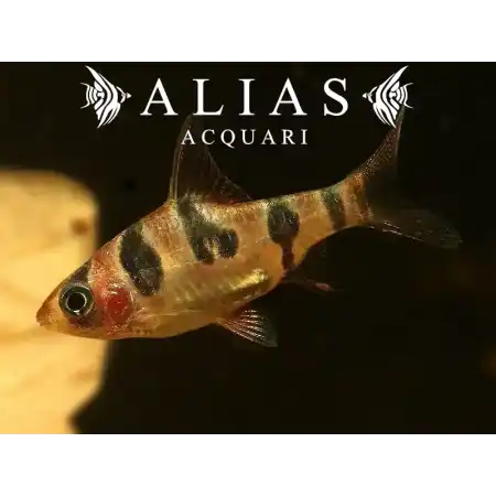 Puntius Rhomboocellatus