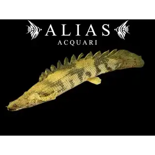 Polypterus Endlicheri