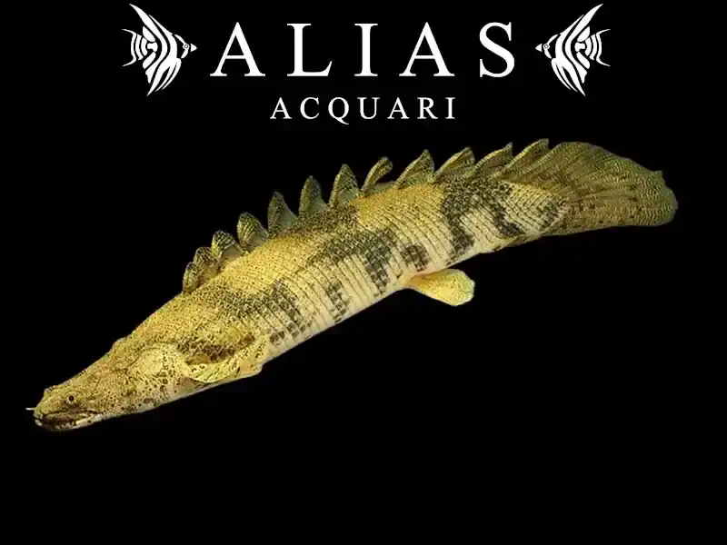 Polypterus Endlicheri