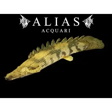 Polypterus Endlicheri