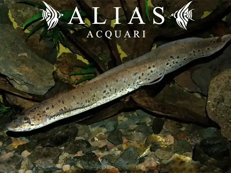 Protopterus Annectenss