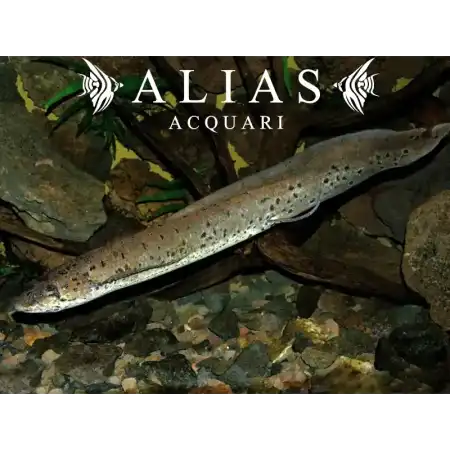 Protopterus Annectenss