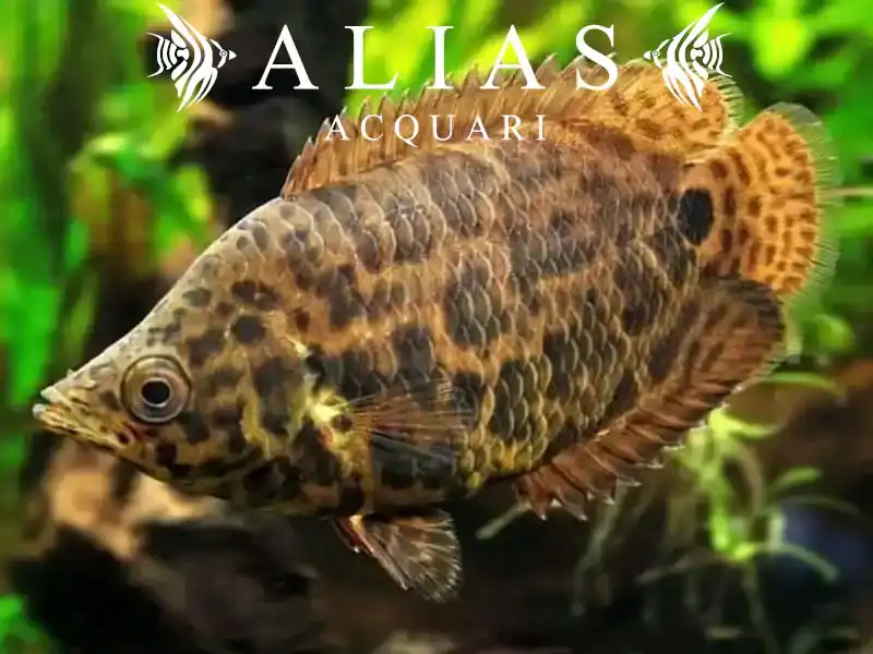 Ctenopoma Acutirostre