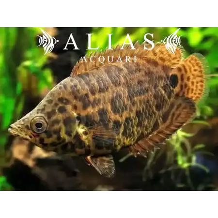 Ctenopoma Acutirostre