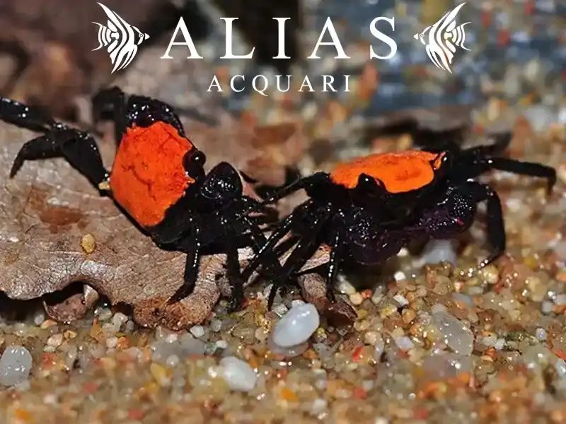 Geosesarma sp. Vampire black