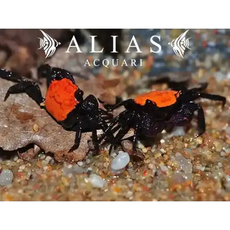 Geosesarma sp. Vampire black