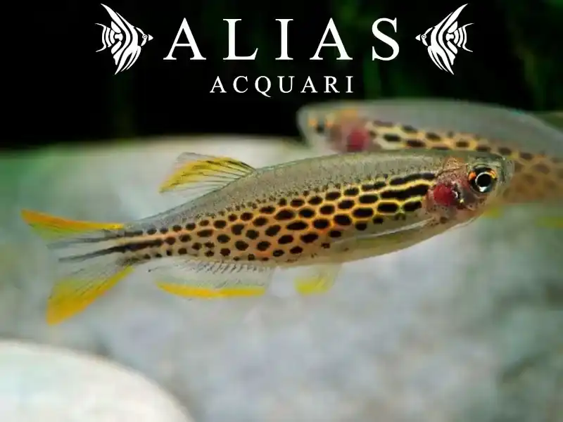 Brachydanio Frankei gold