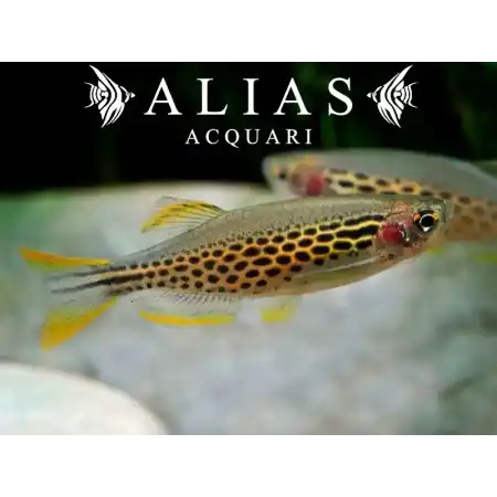 Brachydanio Frankei gold