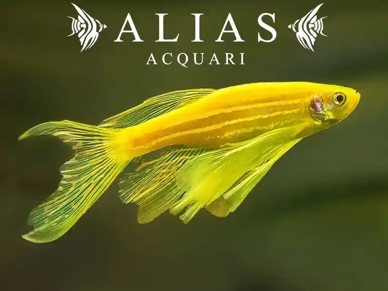 Brachydanio Frankei gold long fin