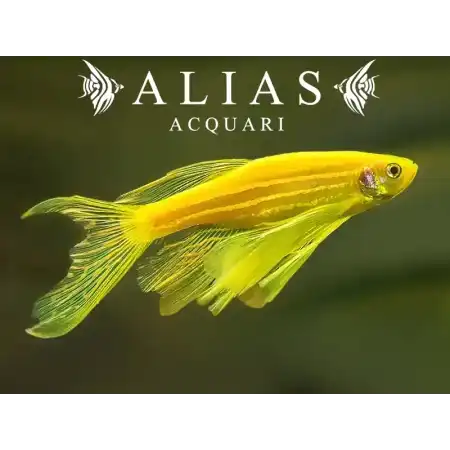 Brachydanio Frankei gold long fin