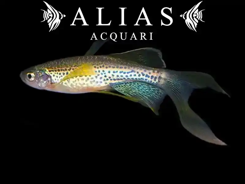 Brachydanio frankei long fin