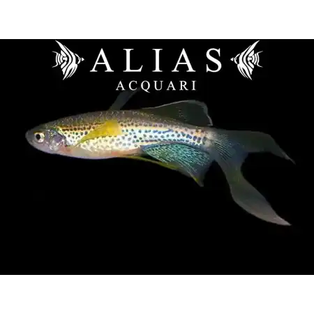 Brachydanio frankei long fin