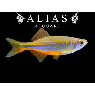 Danio Malabaricus Orange