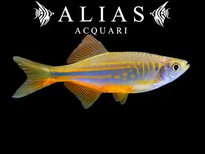 Danio Malabaricus Orange