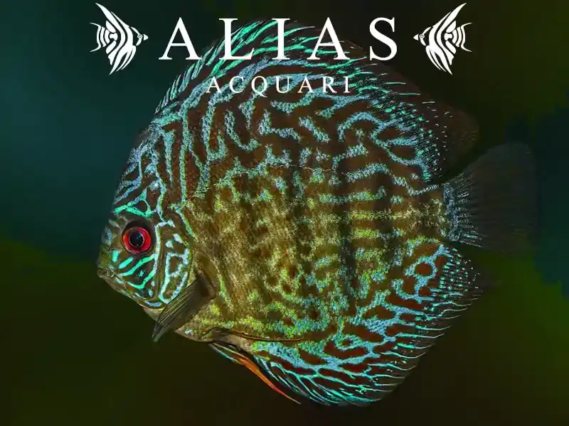 Discus Brilliant Turquoise