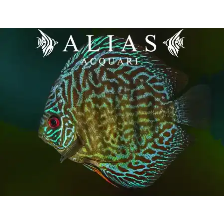 Discus Brilliant Turquoise