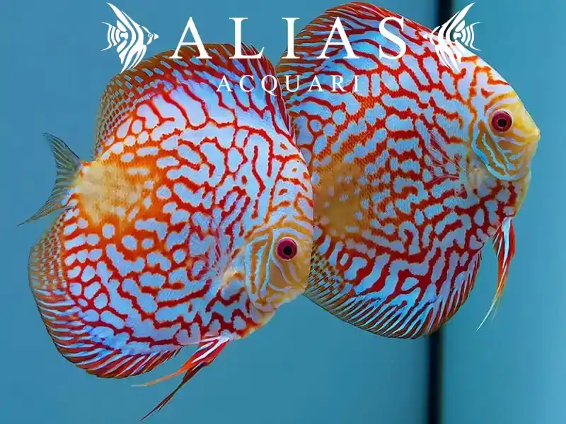 Discus Pigeon Checkerboard