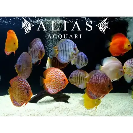 Discus Mix