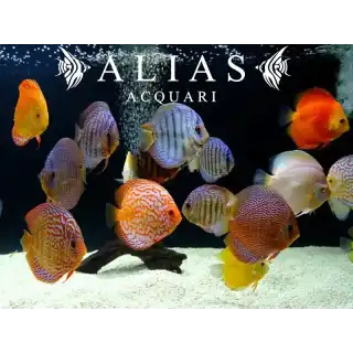 Discus Mix