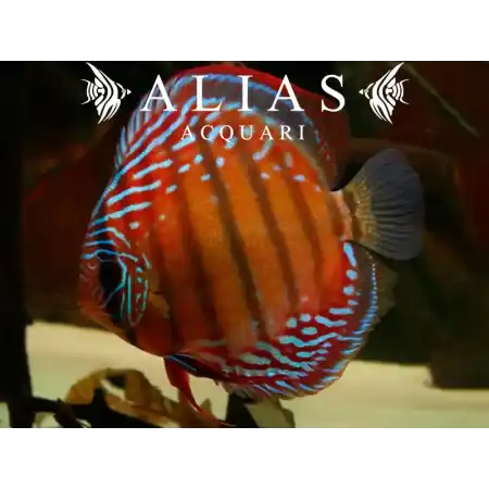 Discus Red Alenqer