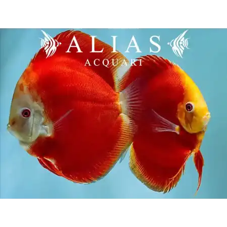 Discus Red Melon