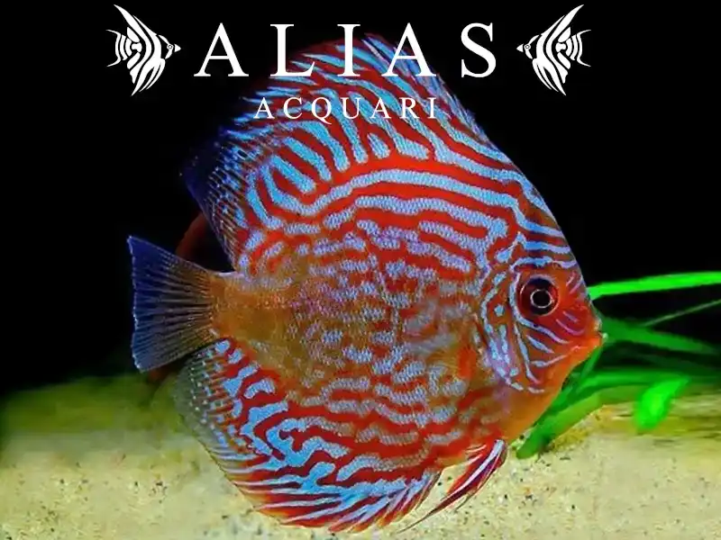 Discus Red Turquoise