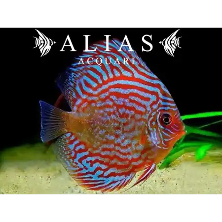 Discus Red Turquoise