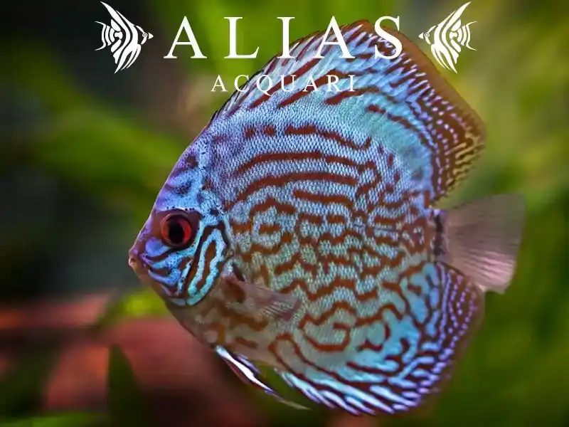 Discus Royal Blue