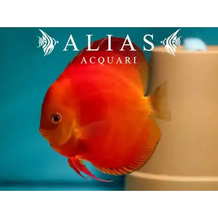 Discus Super Red Melon