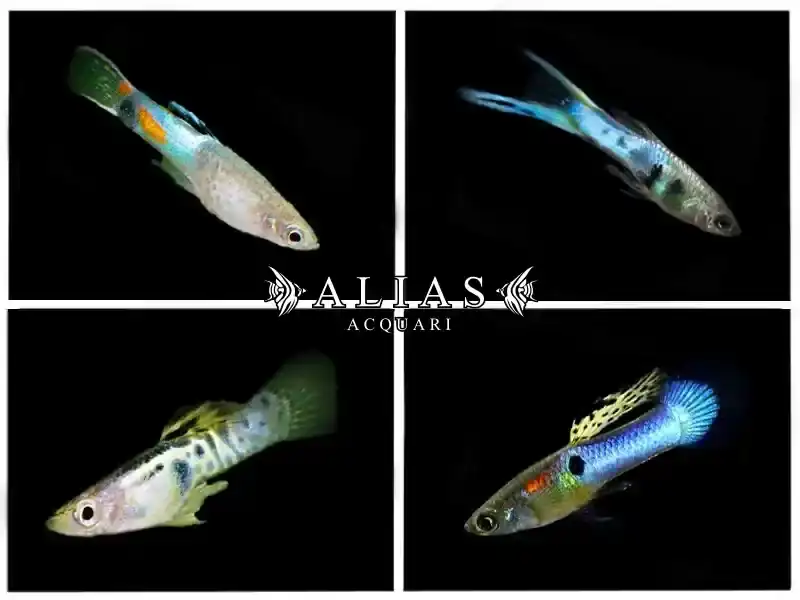 Poecilia endler blue male