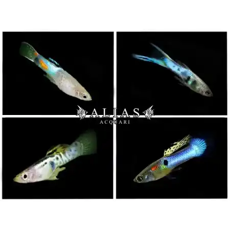 Poecilia endler blue male